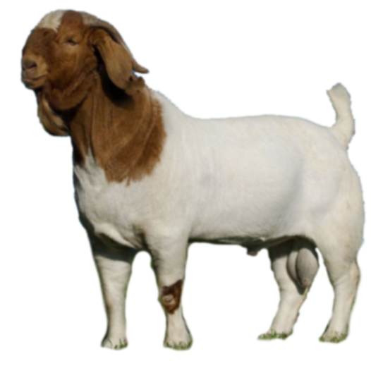 Jagatpur Boer goat