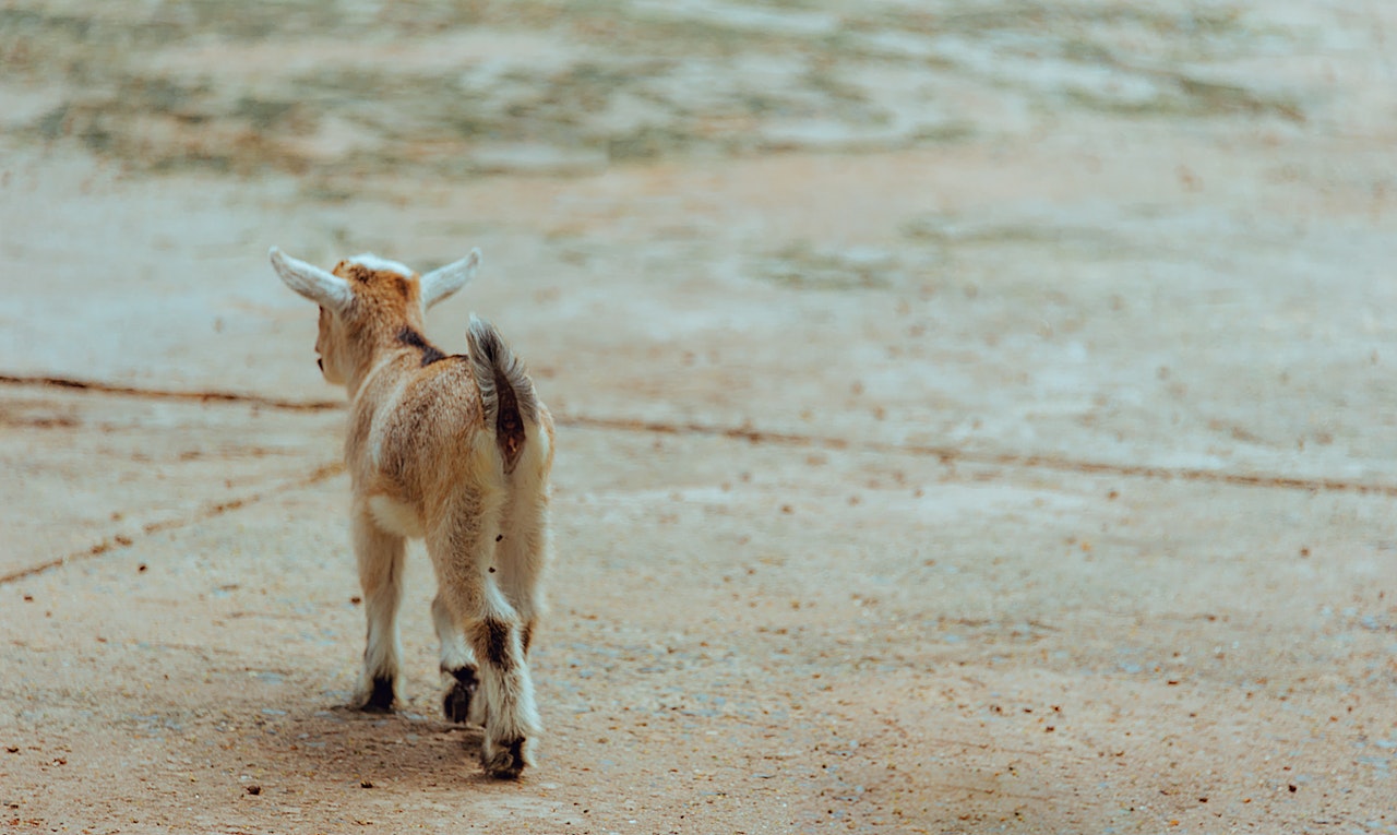 Jagatpur boer Goat farm