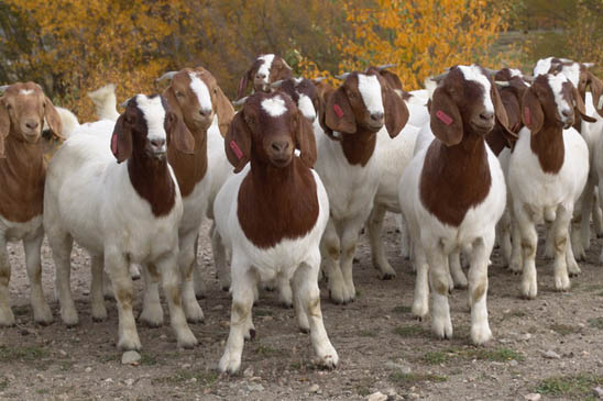 Boer Bkahra palan Nepal