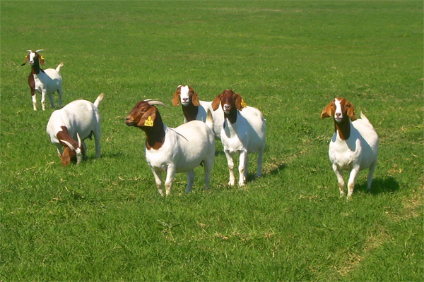 Jagatpur Boer goat Farm