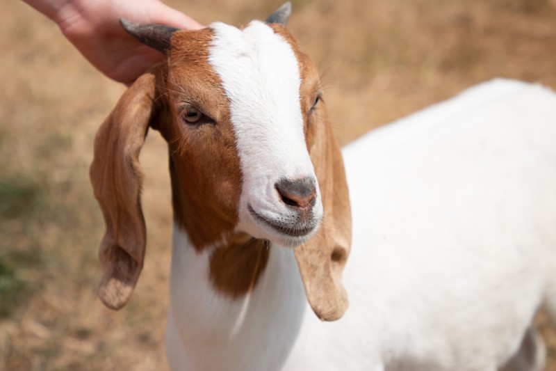 Boer Bakhra