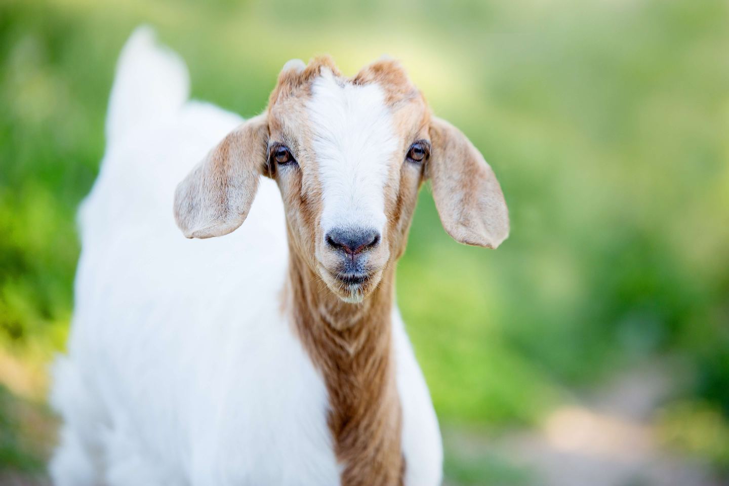 Boer goats at Jagatpur Goat Farm in Chitwan, Nepal