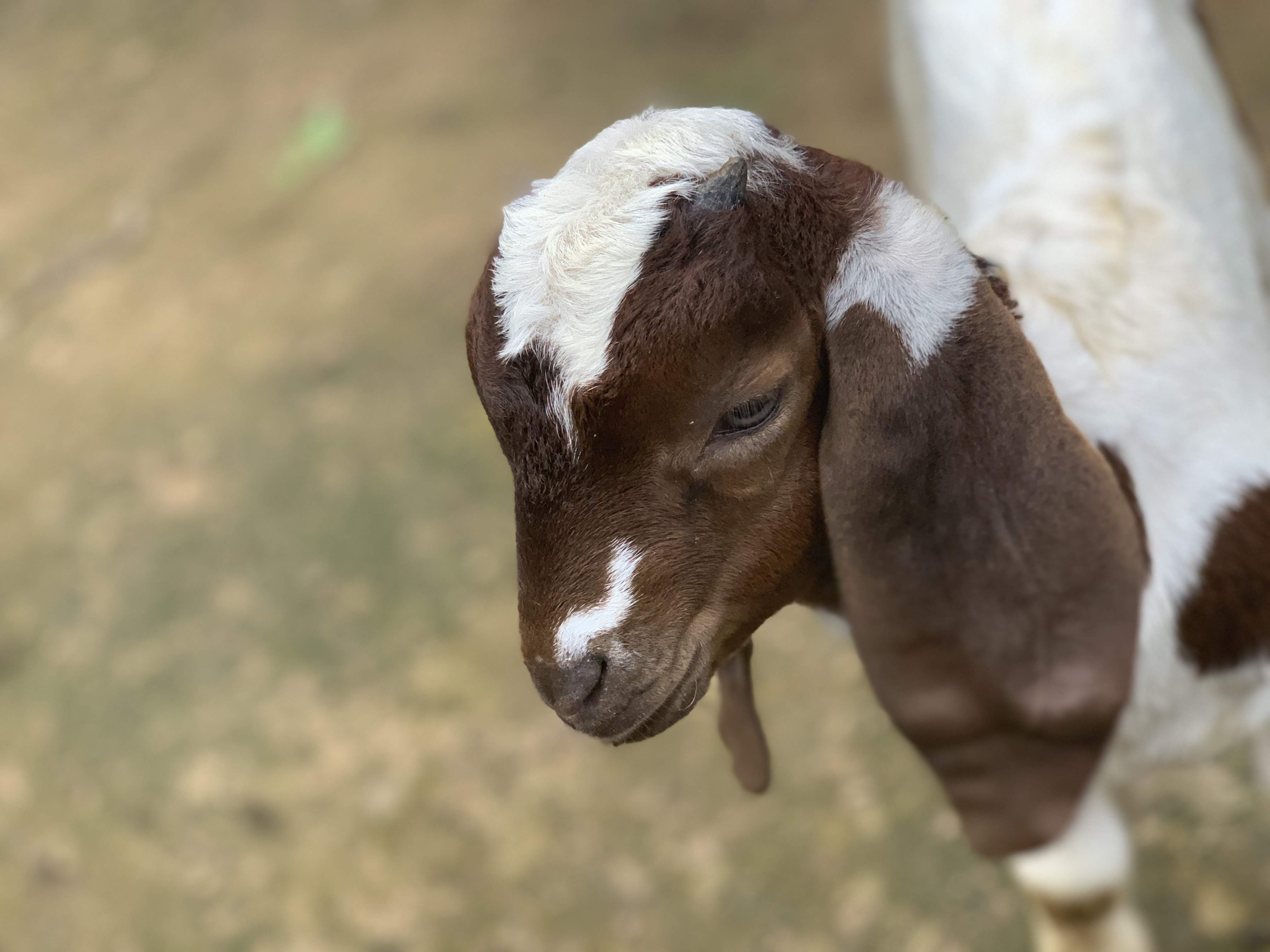 Jagatpur boer bakhra palan