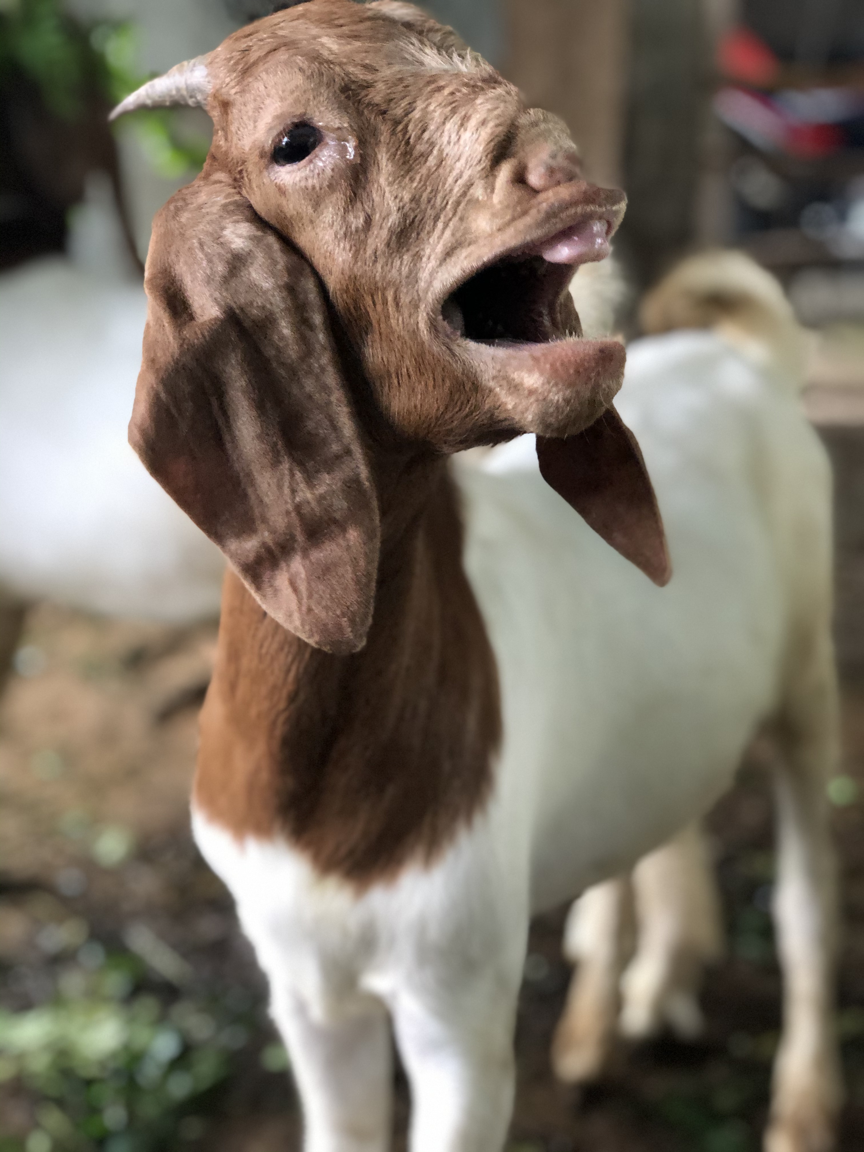 Boer Goat farming Nepal